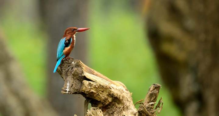 Even as a kingfisher posed nearby !